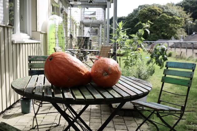 Veg at Lancaster Cohousing development