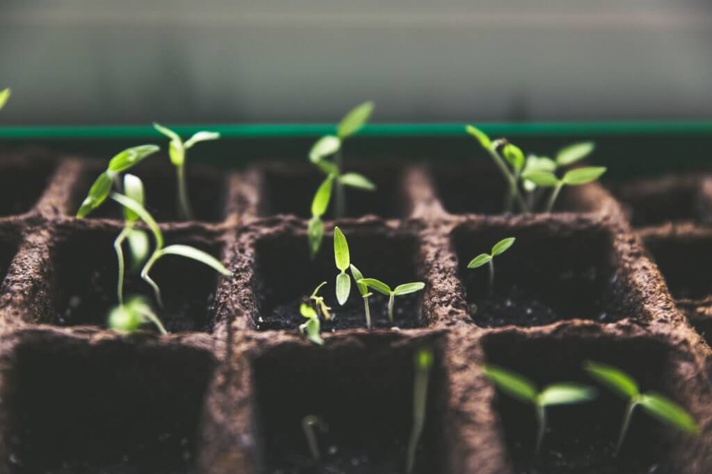 Seedlings growing