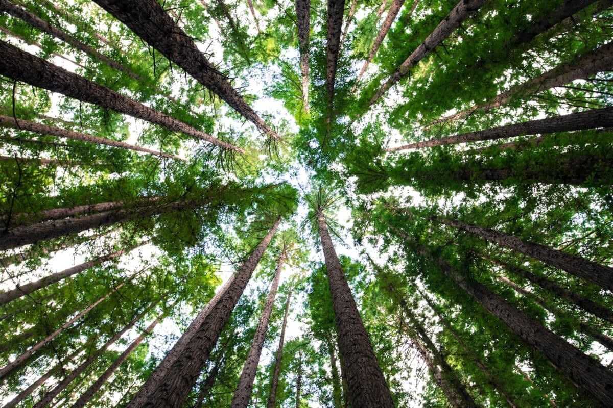 Looking up at trees.