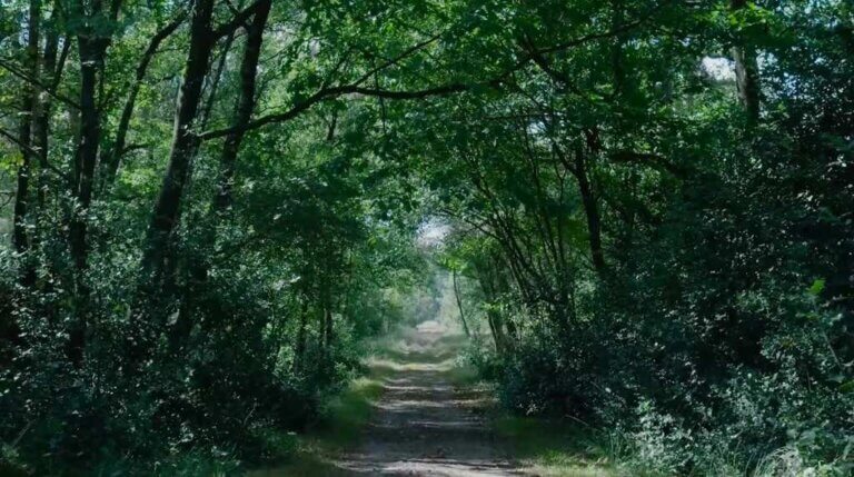 A road through a deep green forest mottled with sunlight.