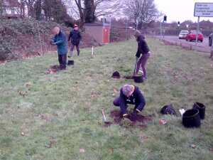 Volunteers digging and planting young trees along a roadside grass verge to improve biodiversity in an urban area